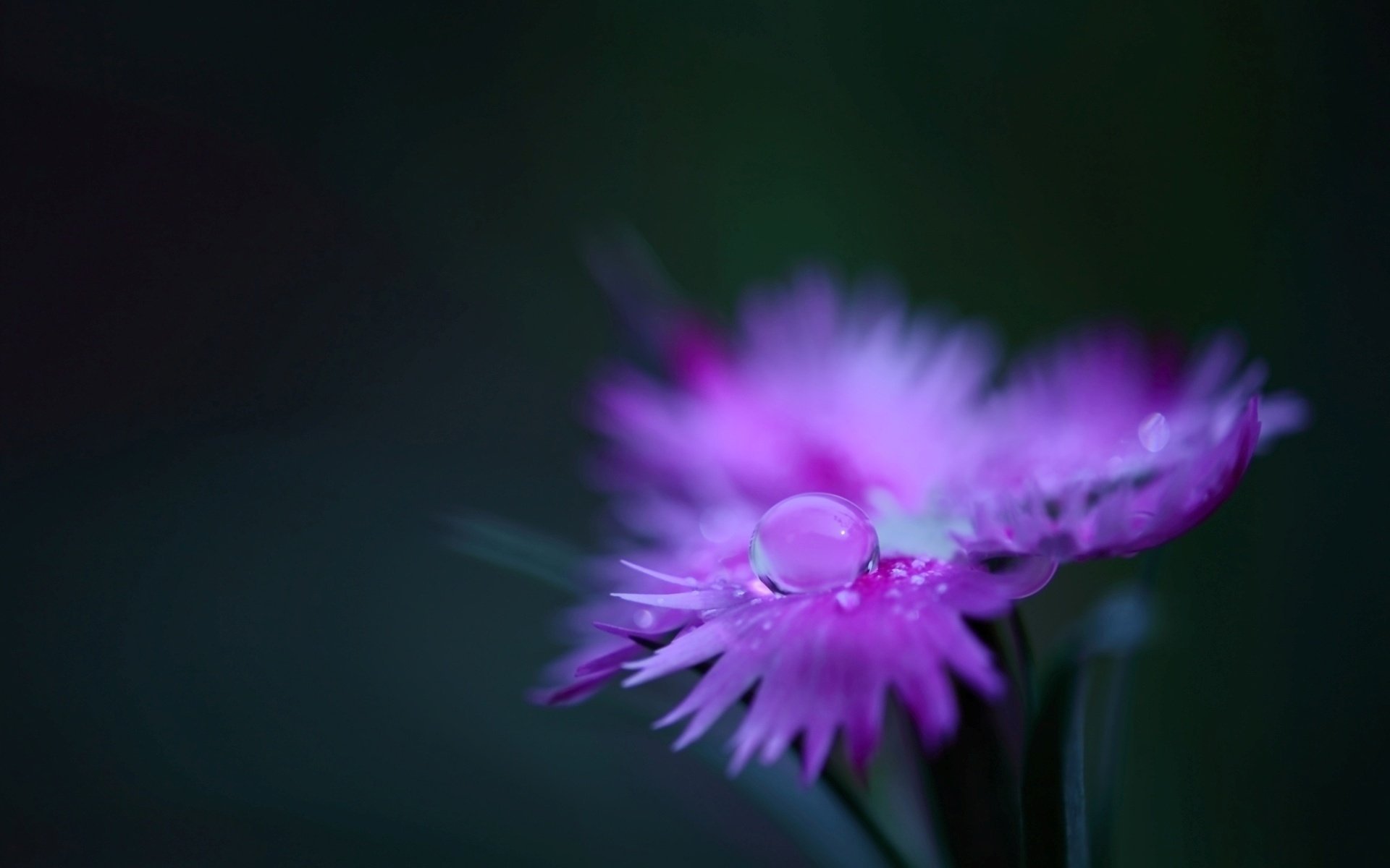flor pétalos rosa clavel campo planta