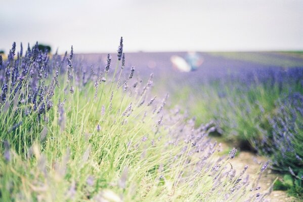 Campo de lavanda foto con desenfoque