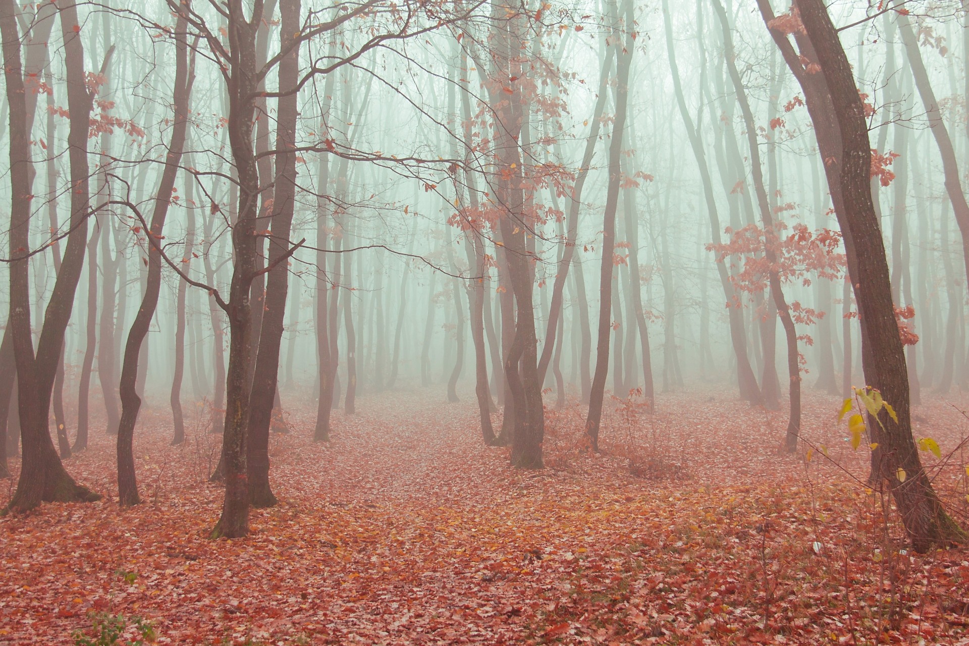 otoño niebla bosque