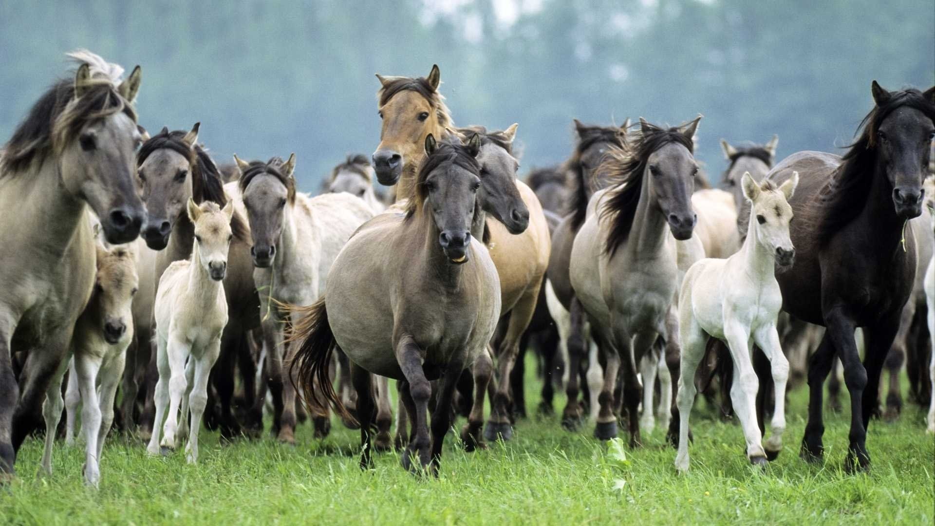 potros yeguas caballos sementales gris melena manada