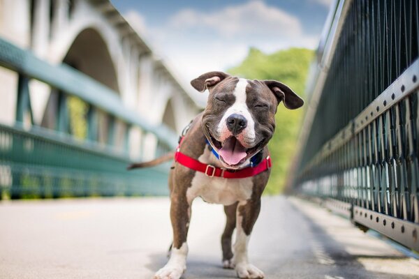 Un perro sonriente se acerca a la cámara
