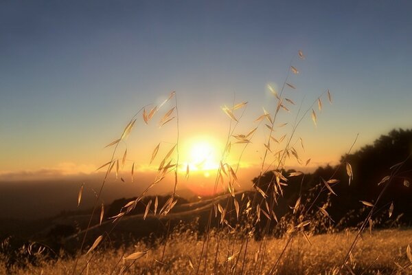 Espigas a la luz del sol de otoño