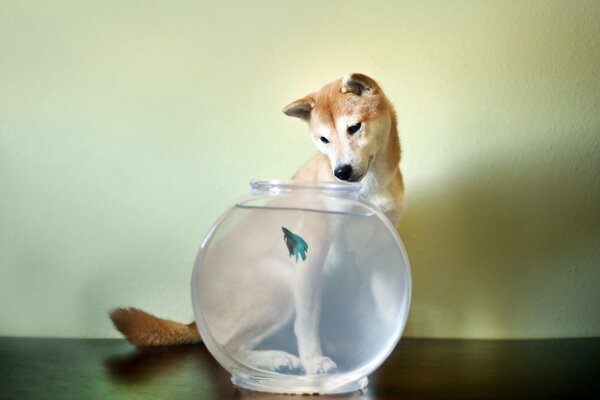 Perro con acuario y peces