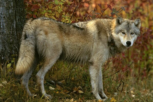 Lobo gris en el bosque de otoño