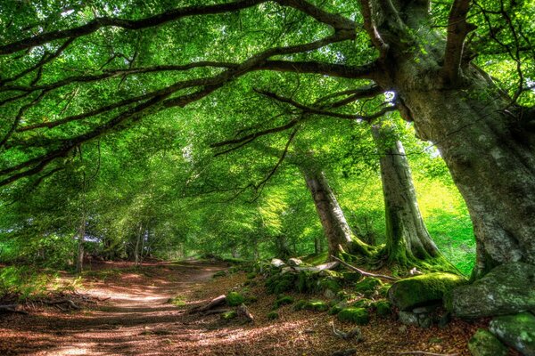Sendero en el bosque verde