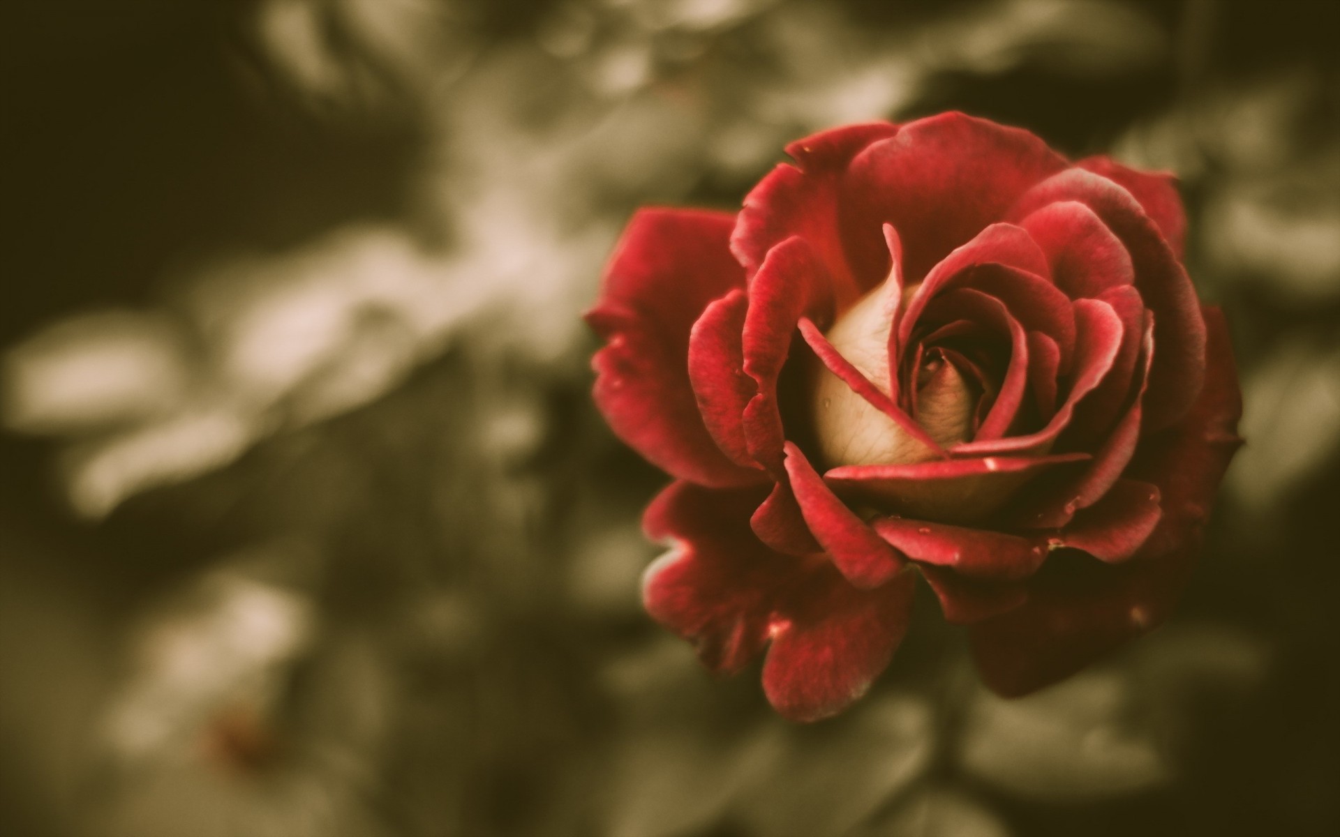 vintage flor rosa