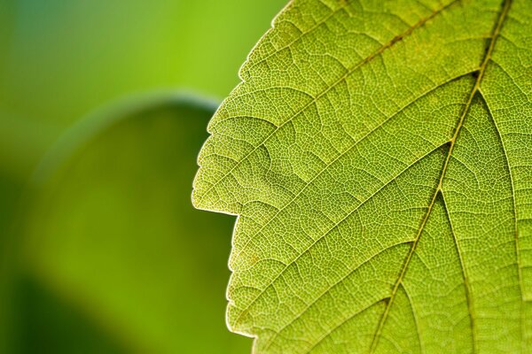 Fondo hoja verde en la naturaleza