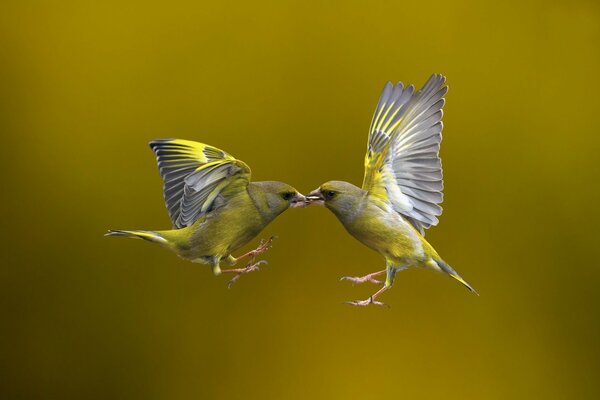Pasar la comida de las aves entre sí en vuelo sobre un fondo dorado