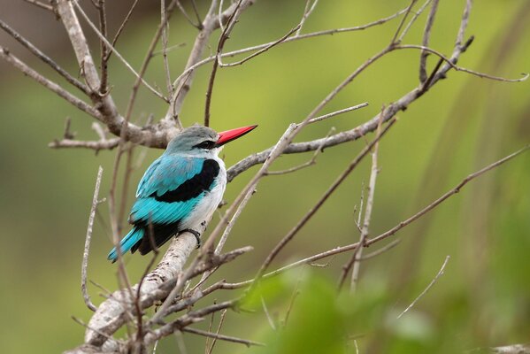El Martín pescador se sienta en la rama de un árbol seco sobre un fondo verde borroso