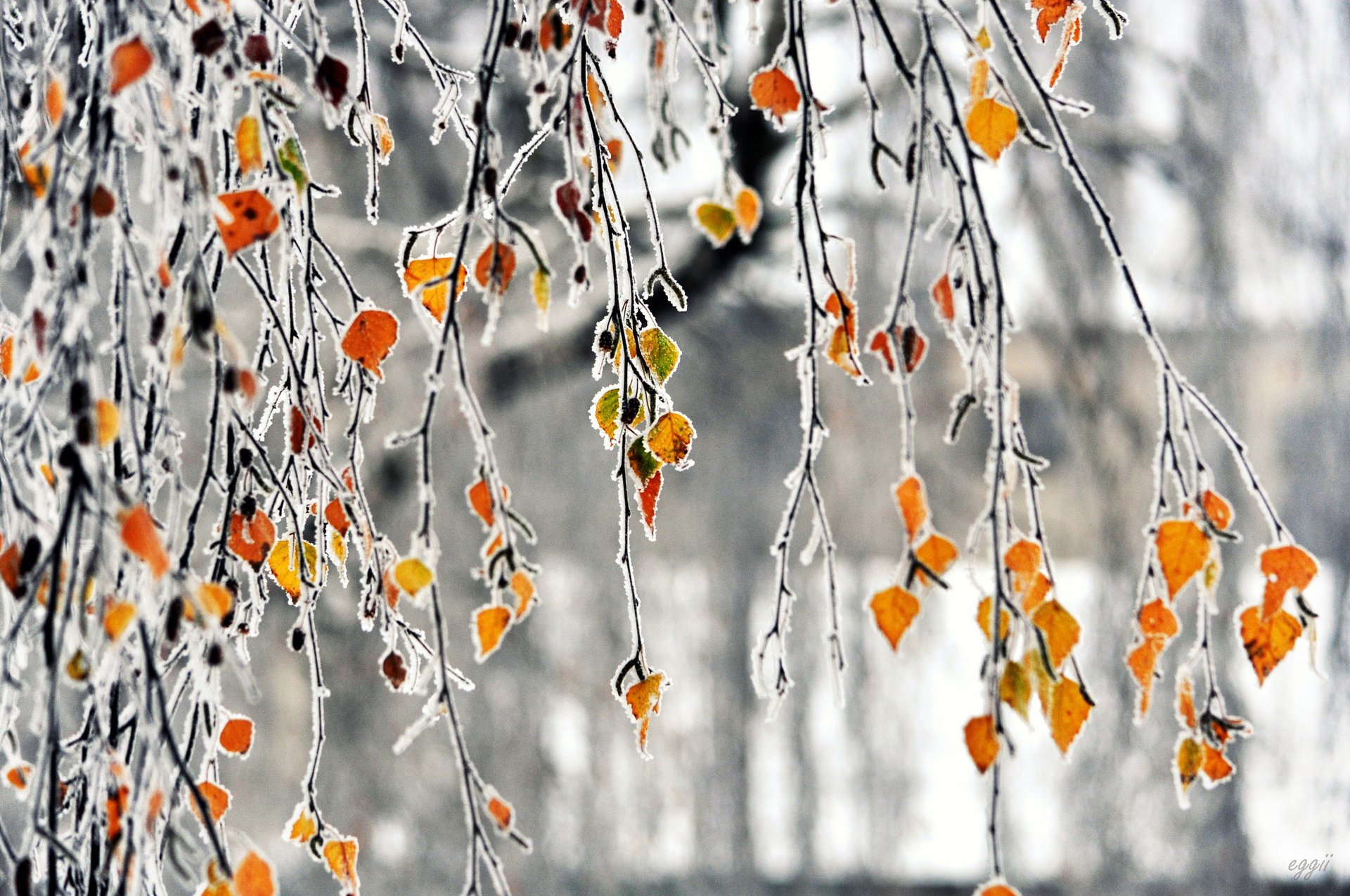 ramas heladas otoño escarcha hojas