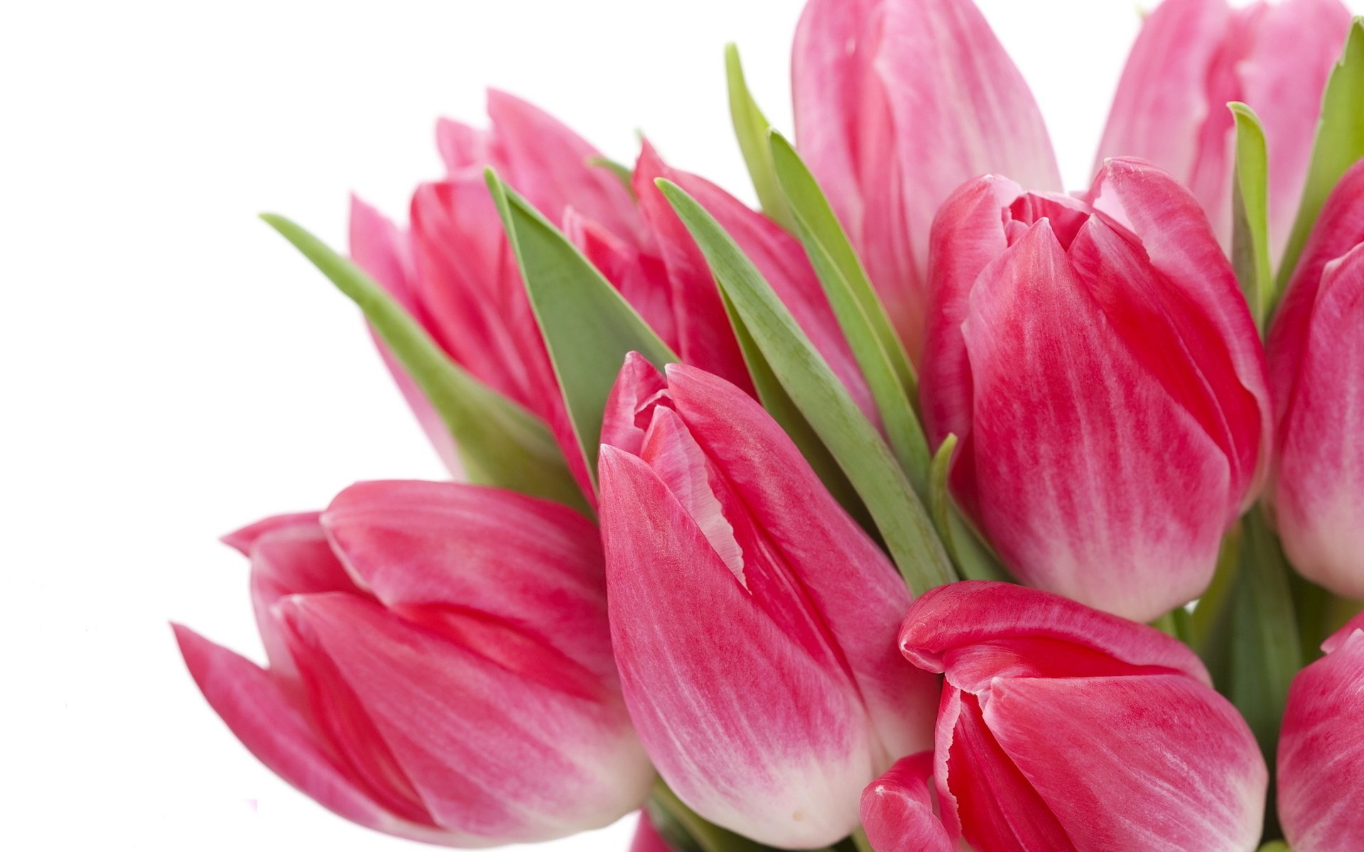 flores tulips flores bright brillante beauty pink bouquet tulipanes