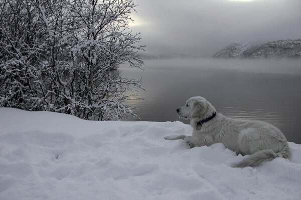 Hermoso perro blanco yace en la nieve