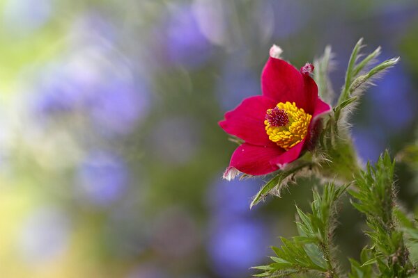 Hermosa flor rosa sobre un fondo verde lila borroso
