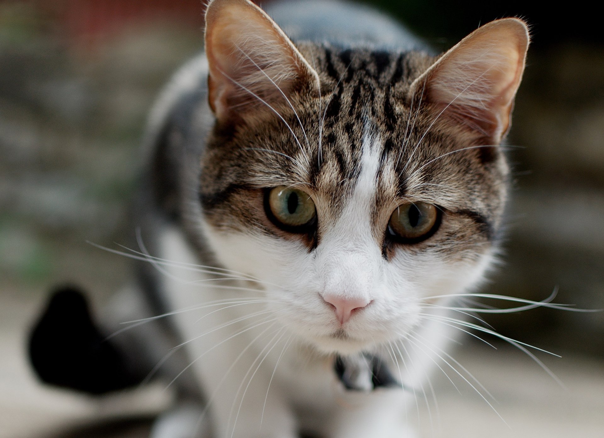 gato gato hocico truco de magia bigote