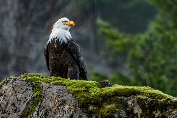 Águila calva. ave de rapiña. hermoso pájaro