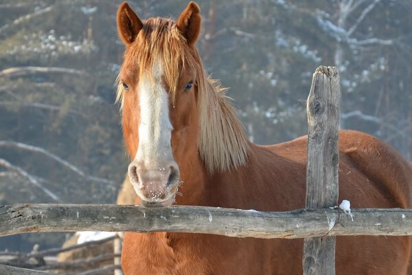 Foto de caballo de invierno detrás de la cerca
