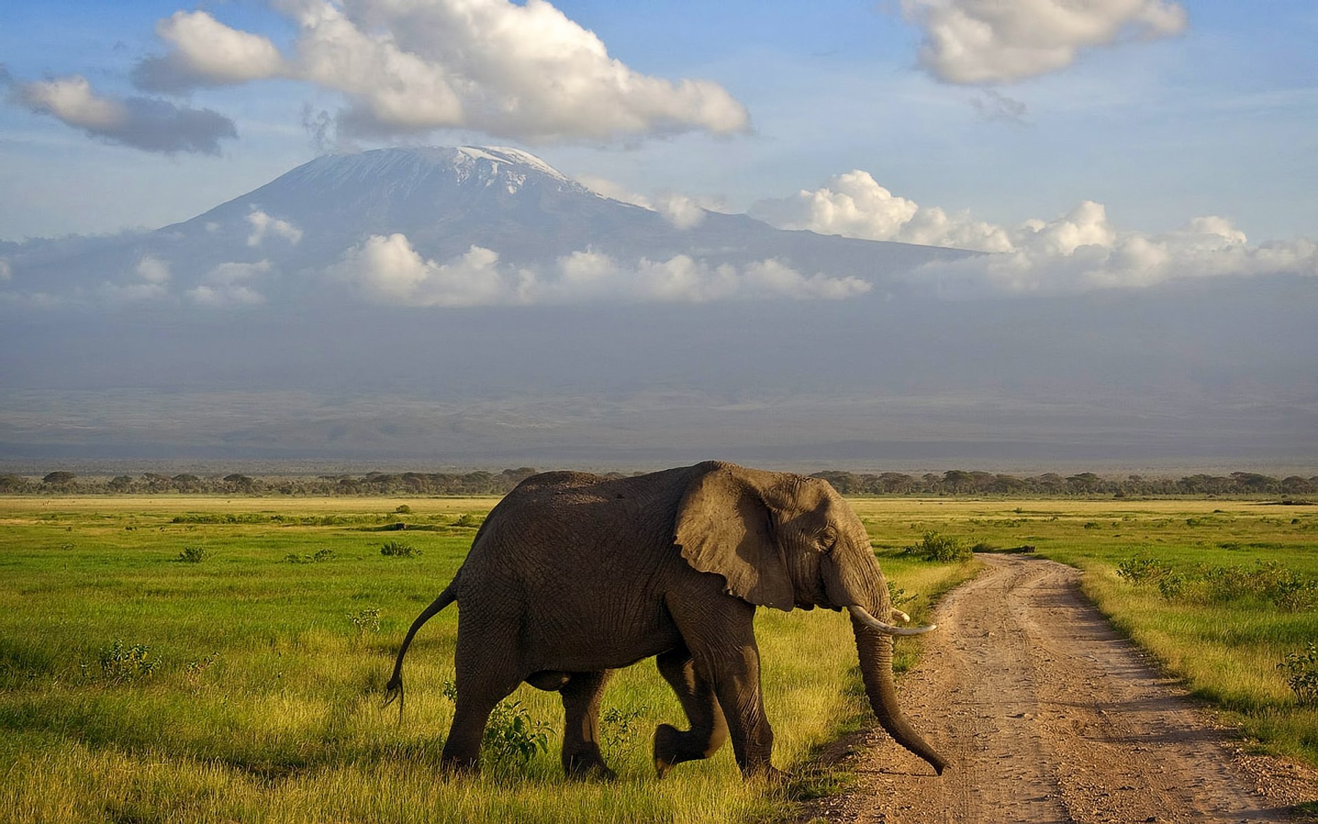 áfrica kenia amboseli elefante sabana montaña kilimanjaro