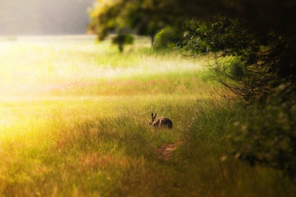 Conejo sentado en el bosque en un claro
