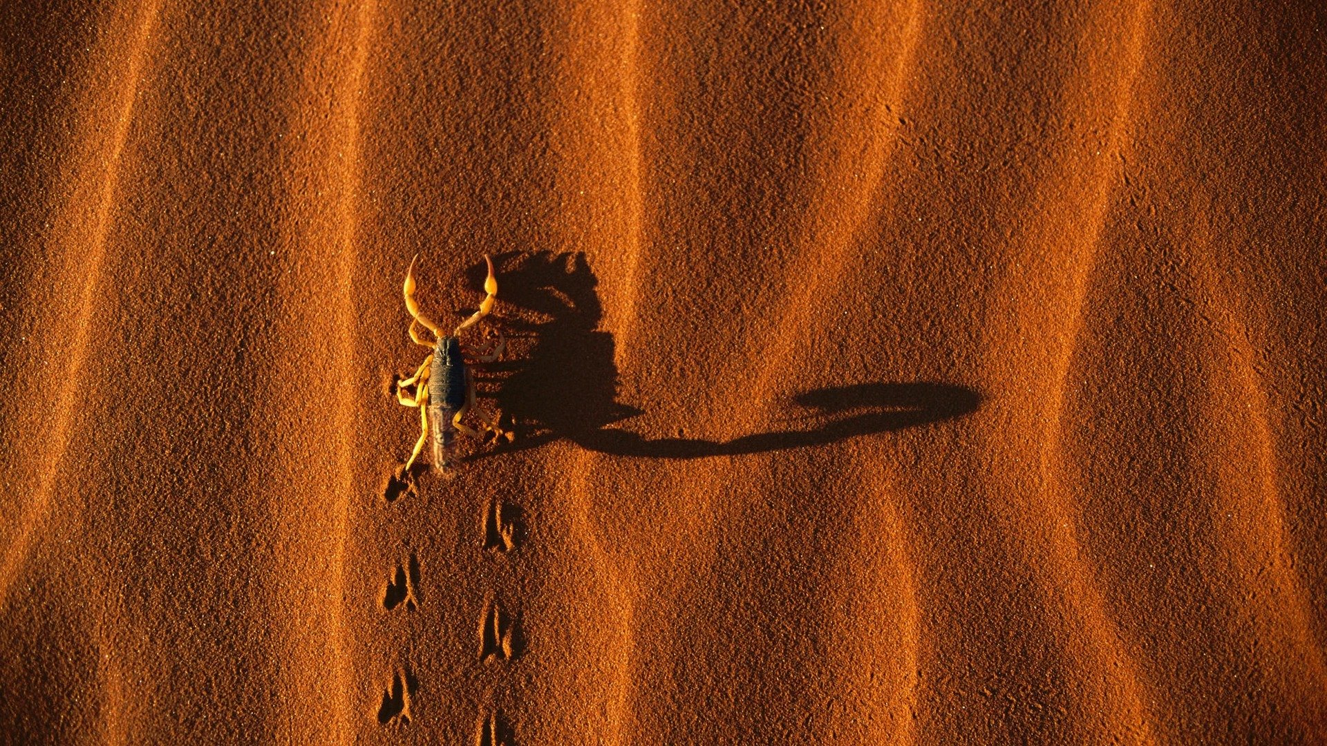 escorpión arena sombra huellas