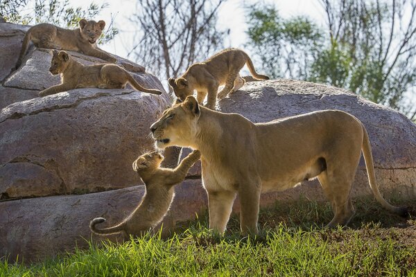 Leones junto a su madre