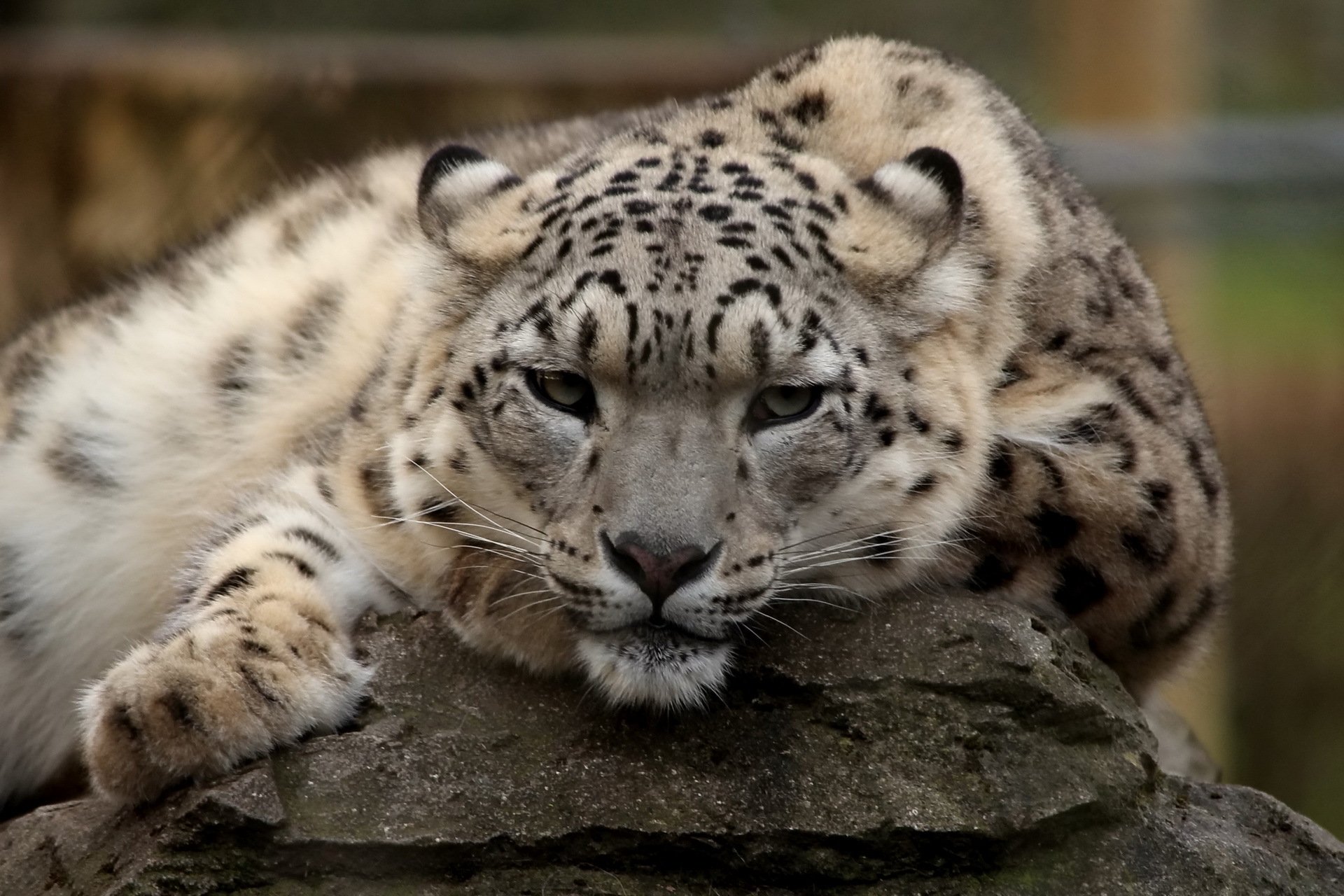 leopardo de las nieves irbis recreación hocico depredador vista