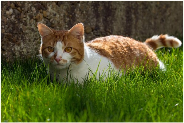 Gato rojo en la hierba verde