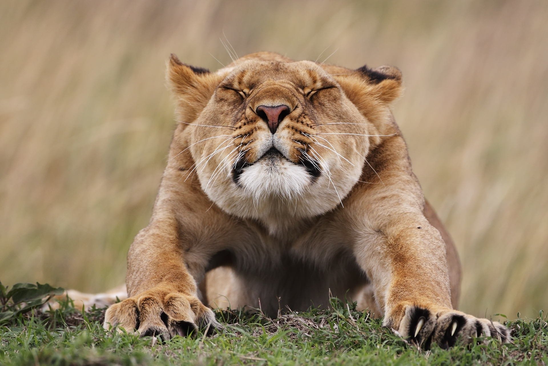 animales leona potagusy hocico patas