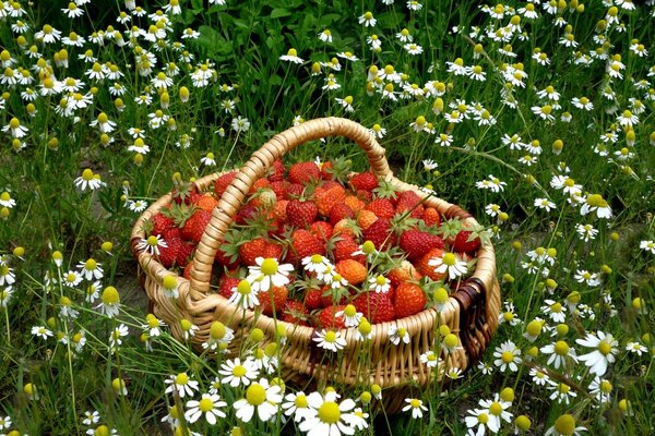 Cesta de fresas en un campo de margaritas en flor