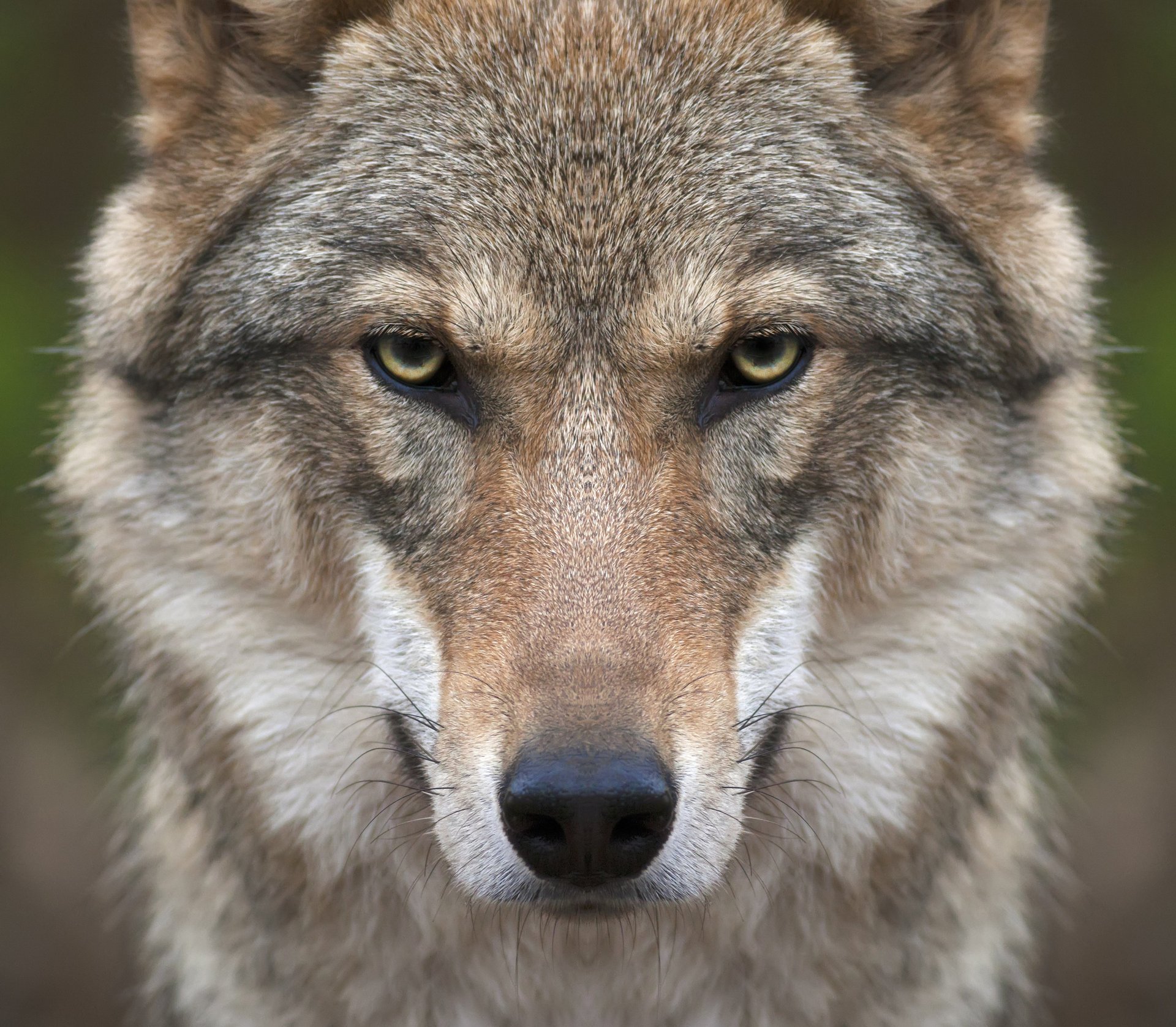 lobo hocico mirada depredador