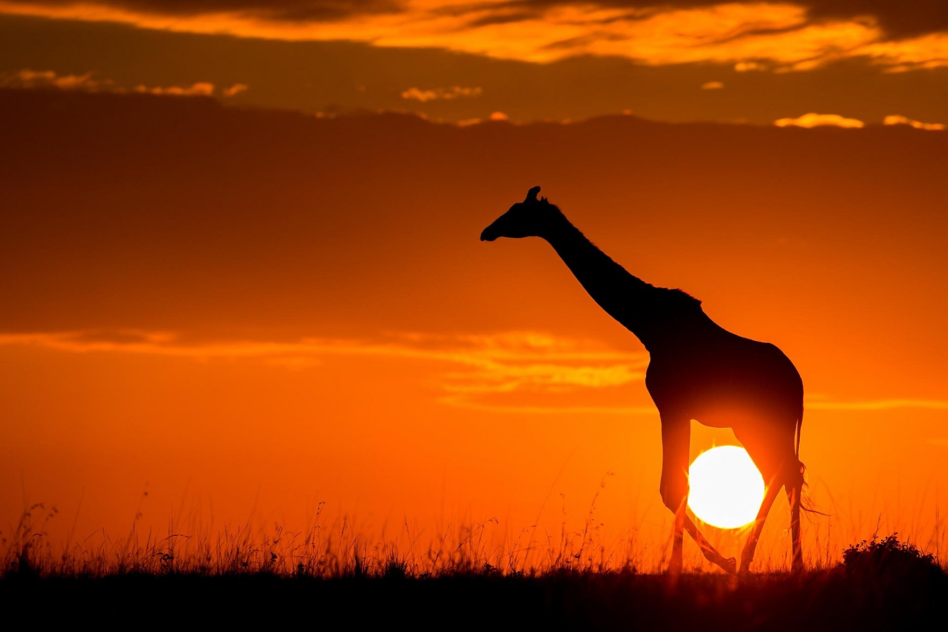 jirafa puesta de sol sabana sol naturaleza áfrica