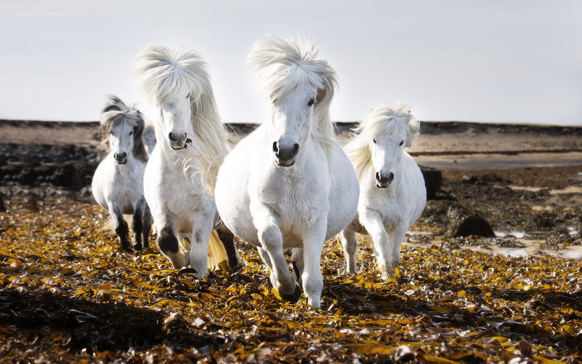 caballos campo cielo naturaleza