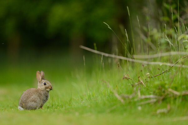 Orejas verdes hierba liebre
