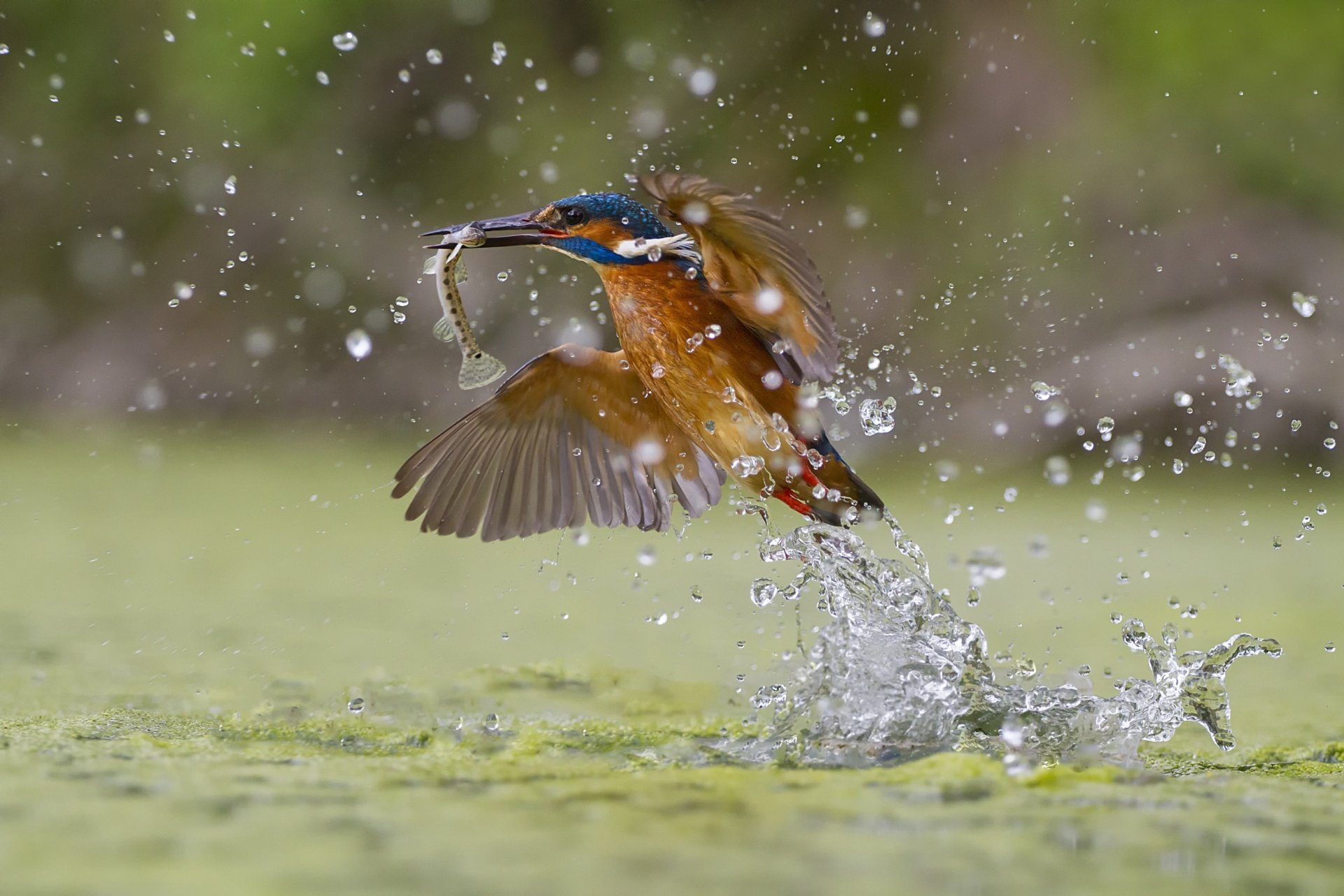 pesca verde martín pescador splash
