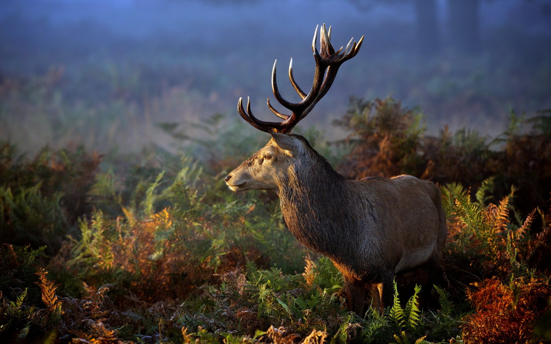 ciervos naturaleza hierba animal cuernos