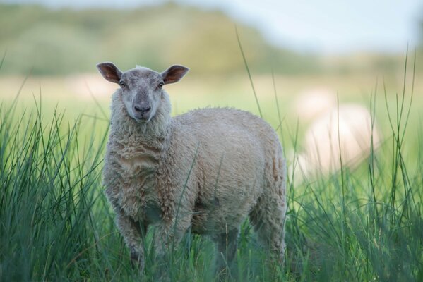 Oveja blanca en la hierba sobre un fondo borroso