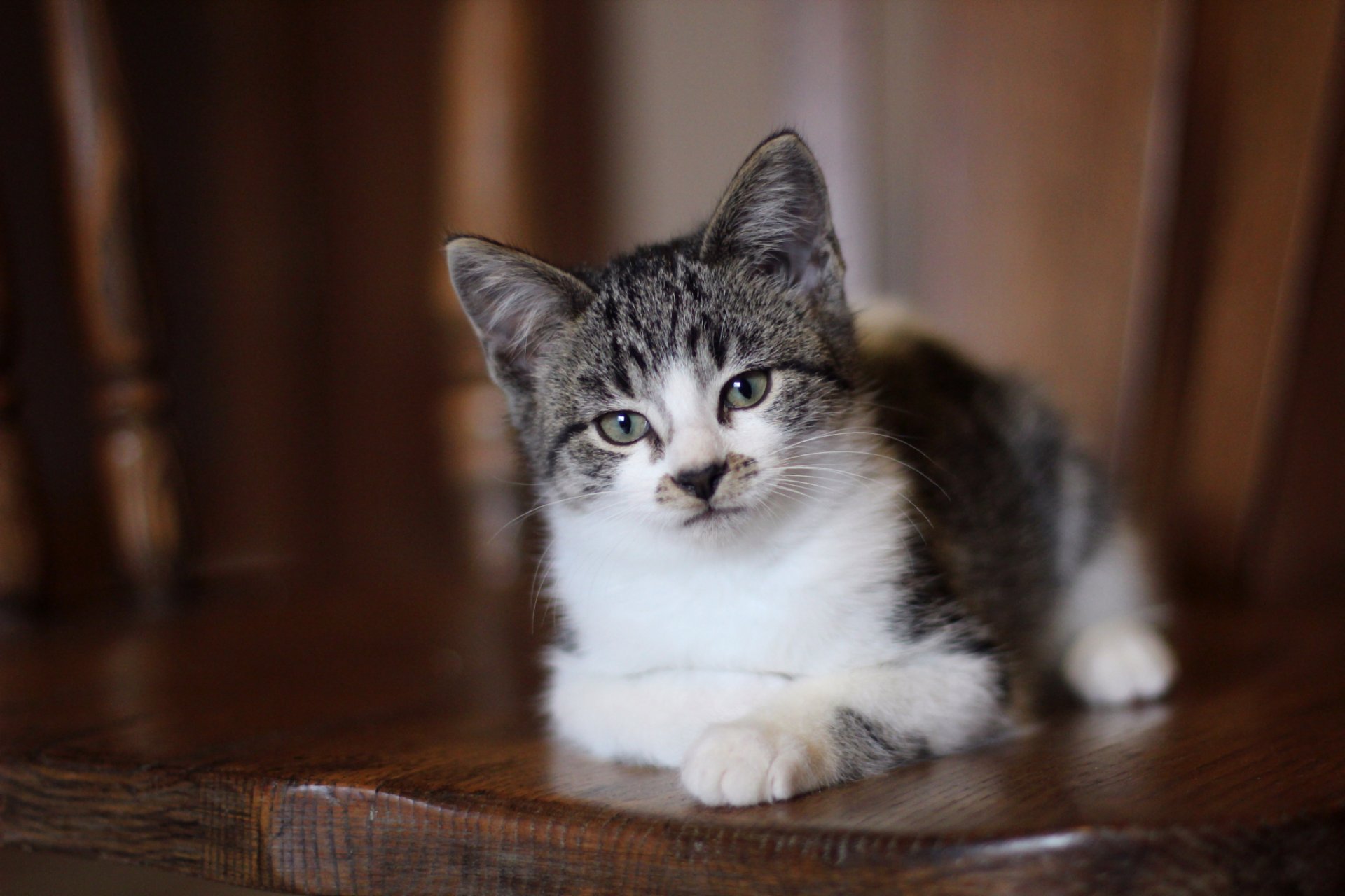 gato gatito mirada ojos grises mentiras