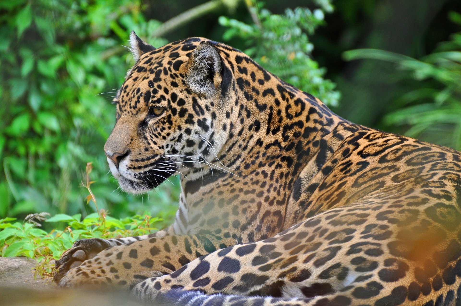 jaguar hocico depredador gato salvaje pantera onca
