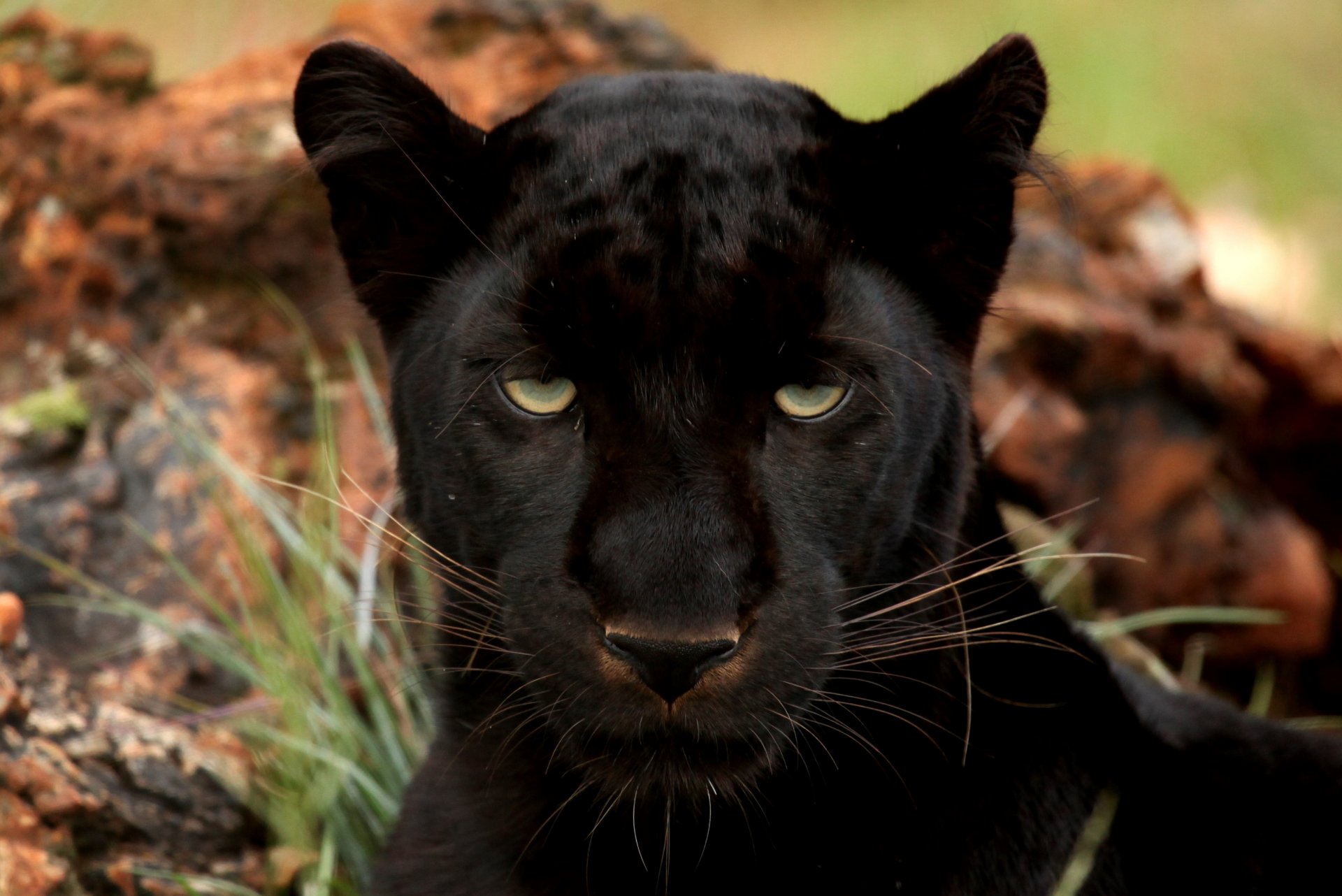 pantera ojos gato grande