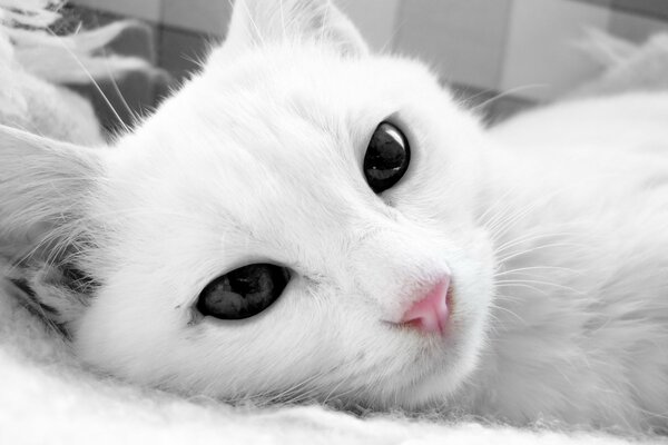 Gato blanco con ojos oscuros