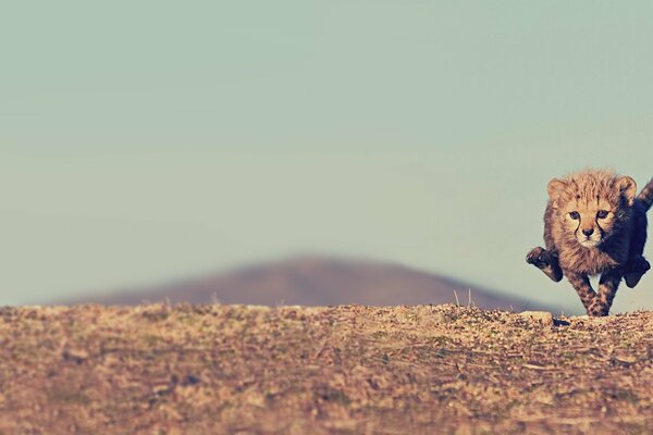 Cachorros de guepardo huyen en medio de la Sabana