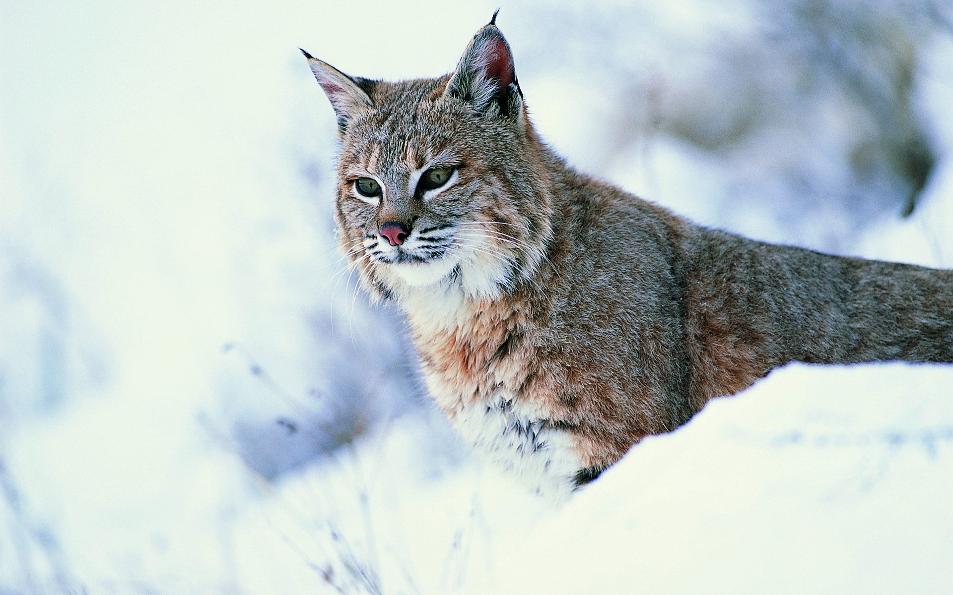 lince nieve mirada gato salvaje