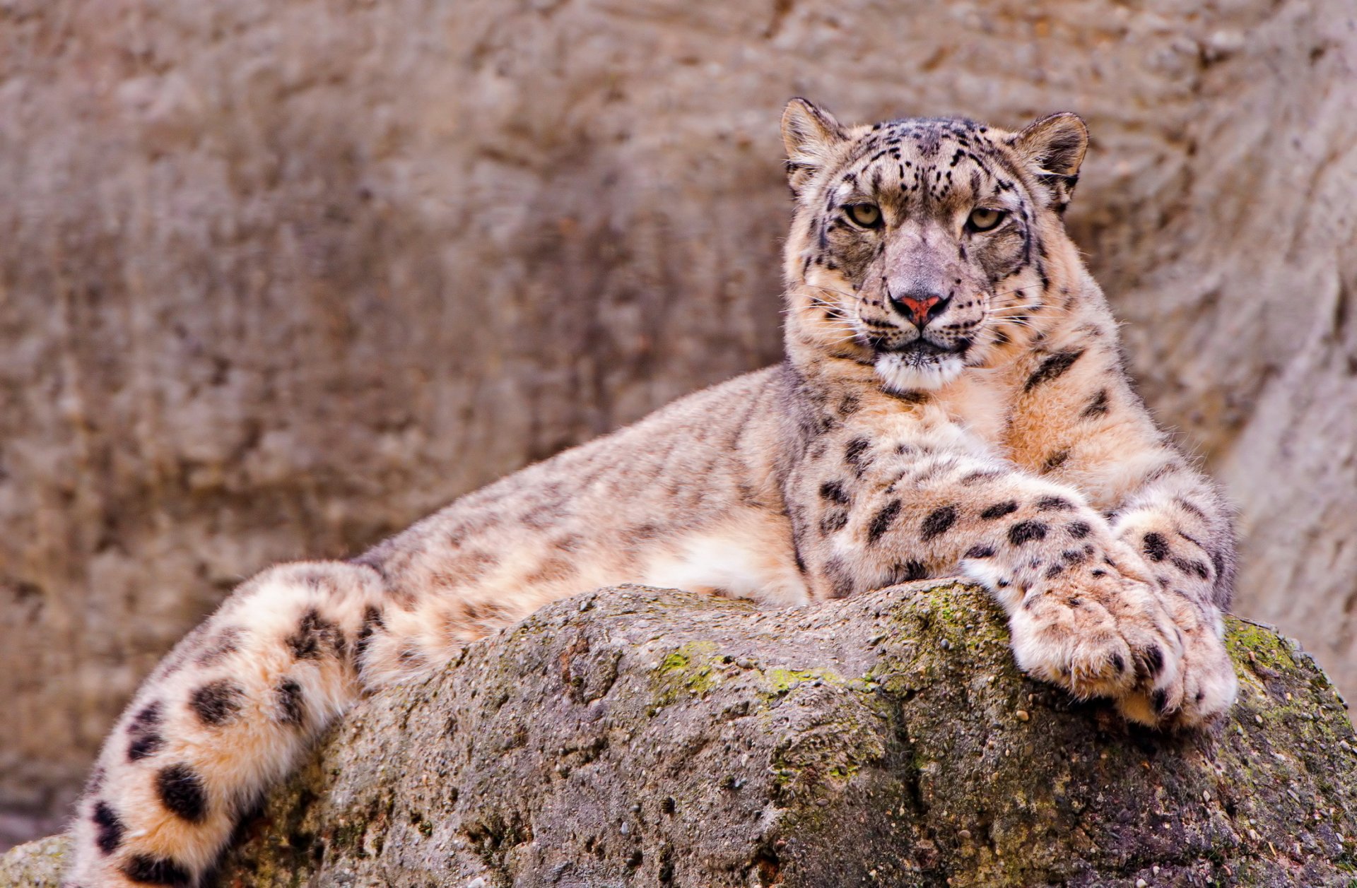 irbis leopardo de las nieves hermoso mirada se encuentra piedra fondo de pantalla