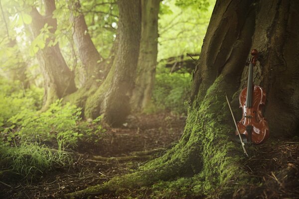 Violín junto a un árbol en un bosque verde