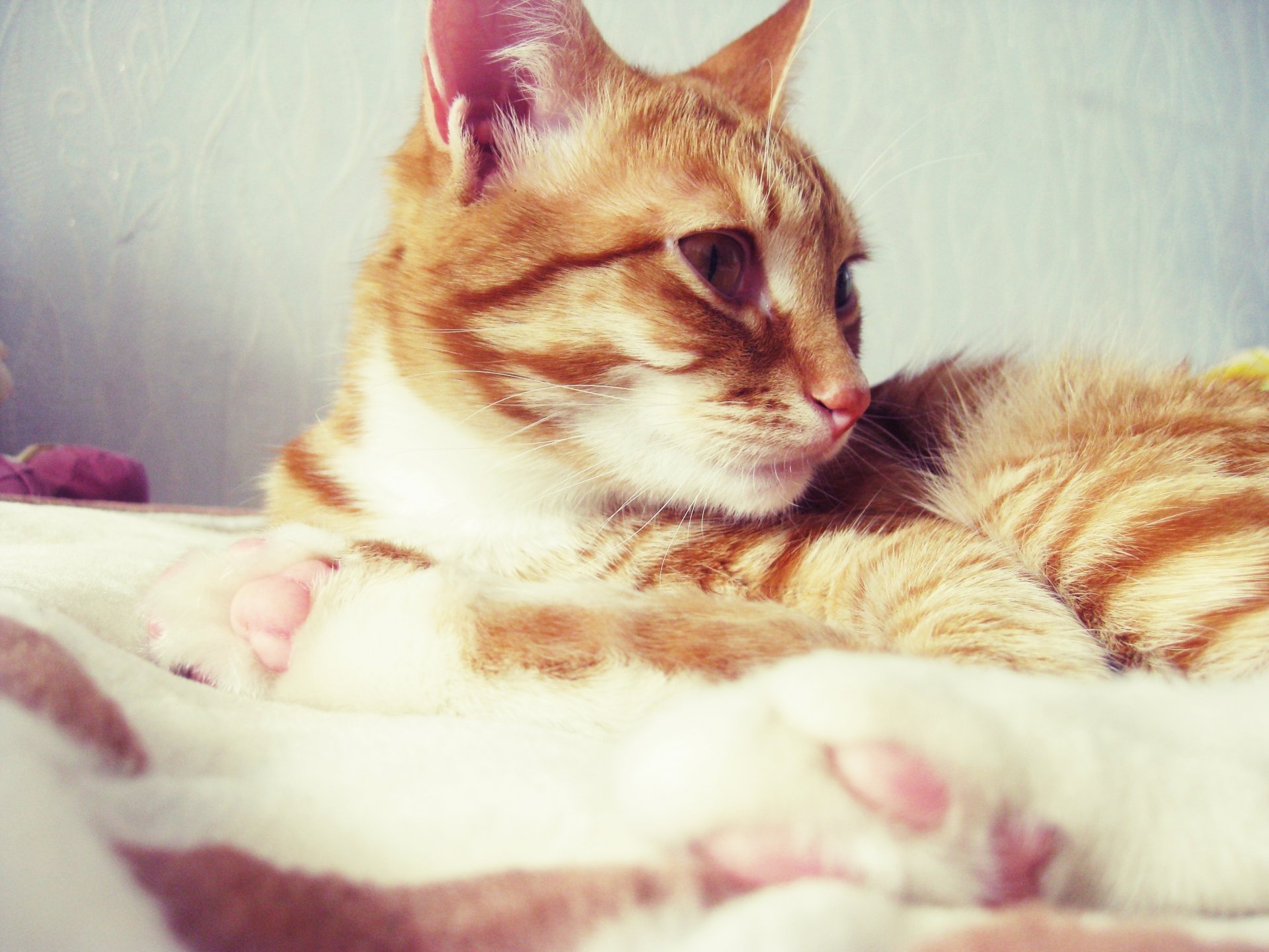 gato gato pelirroja mentira