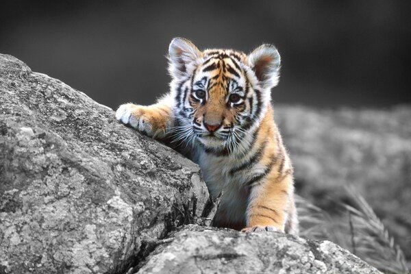 Bebé tigre en una piedra: Soy un depredador serio, no un gato