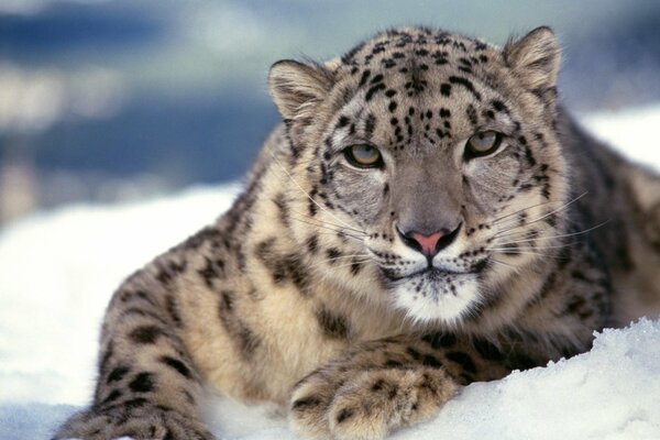 Foto leopardo de las Nieves en la nieve
