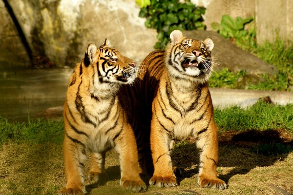 Dos tigres felices jugando en la hierba