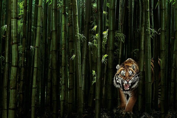 Tigre en bambú verde