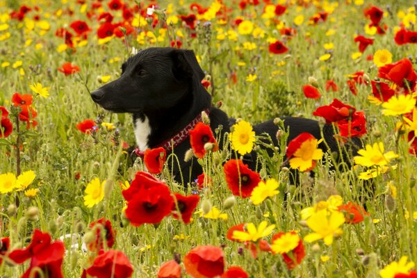 Perro en el Prado de amapola