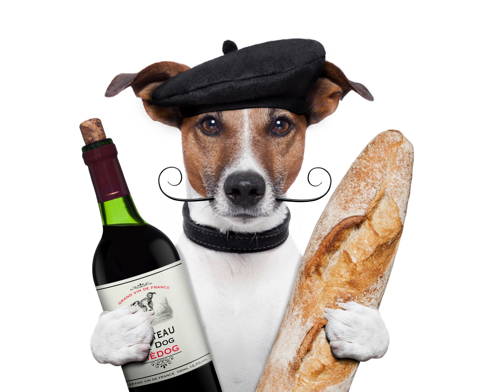 jack russell terrier perro gorra bigote vino pan botella pan patas fondo blanco humor